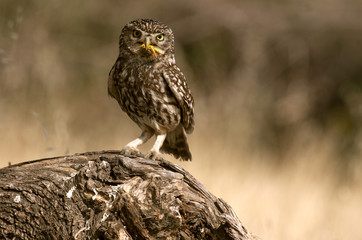 Male of Little owl. Athene noctua