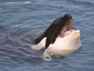 Obraz premium Head of killer whale (Orcinus orca) opening mouth in blue water