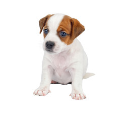 Little Cute Puppy Sitting Isolated on White Background