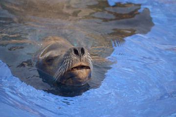 Fototapeta premium Closeup of California Sea Lion (Zalophus californianus) swimming in blue water