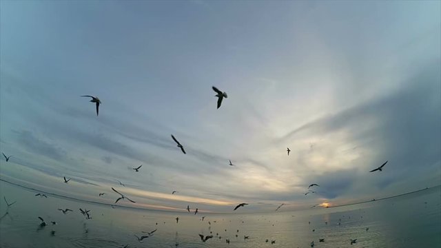 Seagulls in the sky. Slow motion.