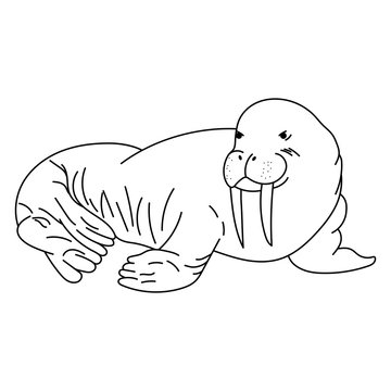 Walrus drawing. Line art walrus. Vector illustration