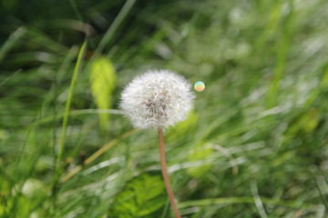 dandelion