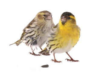 male siskin