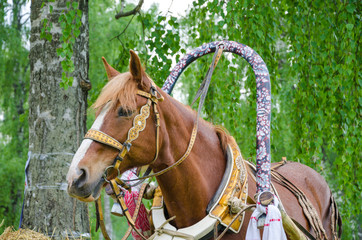 Obraz premium Head of a bay horse. Bay in a festive harness on the background of birch trees with green leaves.