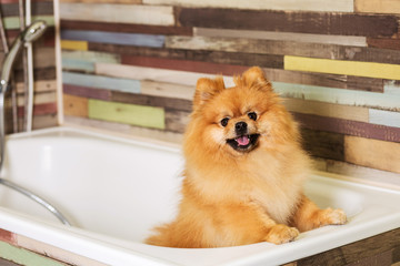 Cute dog pomeranian before showering in the bathroom.
