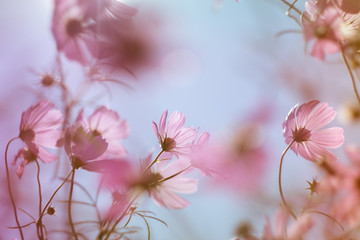 Pastel cosmos flower in sunshine