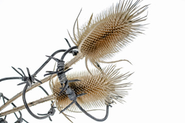 
Dry prickly plant on a white background