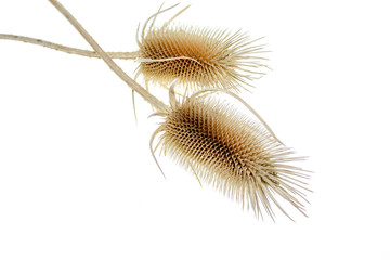 
Dry prickly plant on a white background