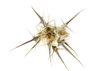 
Dry prickly plant on a white background