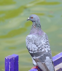 Pigeon closeup in the park