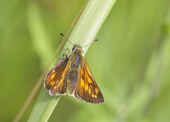 Large Skipper butterfly (Ochlodes venatus) female basking, Cambridgeshire, England, UK.