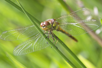 Newly emerged Common Darter dragonfly (Sympetrum striolatum), Cambridgeshire, England, UK.