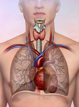 Sistema cardiovascular y respiratorio humano