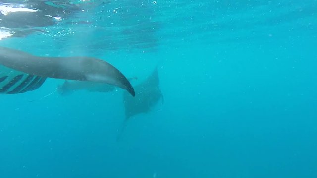 Raie manta de r&eacute;cif dans le lagon de Mayotte