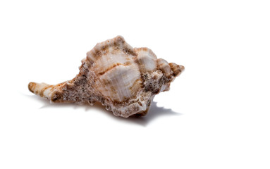 seashell on a white background for isolation
