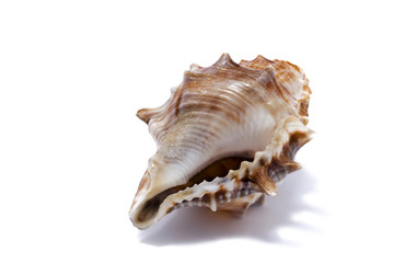 seashell on a white background for isolation
