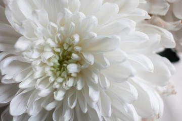 white chrysanthemum as background. The white chrysanthemum flower, closeup, macro. White flower close up. beautiful bouquet with chrysanthemum, background.