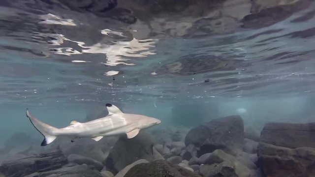 B&eacute;b&eacute; requin, nurserie de requins pointes noires de Mayotte
