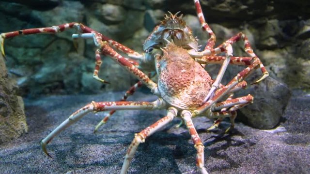 Giant Japanese spider crab- (Macrocheira kaempferi)