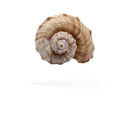 seashell on a white background for isolation