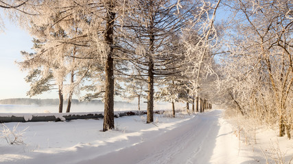 зимний пейзаж в парке с инеем на деревьях, Россия, Урал, январь  © 7ynp100