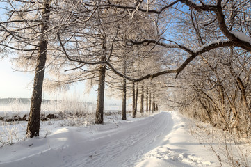 зимний пейзаж в парке с инеем на деревьях, Россия, Урал, январь 