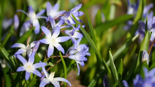 Little purple and white narcissus in sun