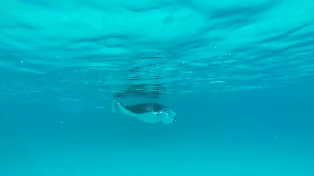 Raie manta de r&eacute;cif dans le lagon de Mayotte