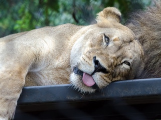 Lazy Lioness