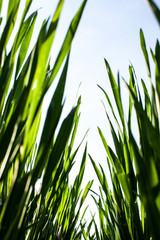Winter wheat row in the spring looking up from the ground.