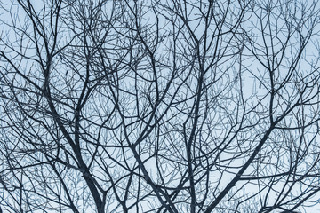 Branches of tree