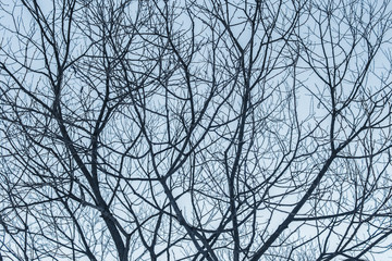 Branches of tree