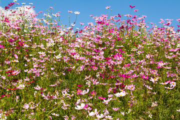 Fototapeta premium cosmos flower in sunshine, Rayong, Thailand