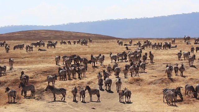 Troupeau de z&egrave;bre en Tanzanie, crat&egrave;re du Ngorongoro