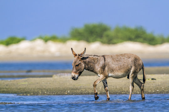 Mannar donkey in Kalpitiya, Sri Lanka