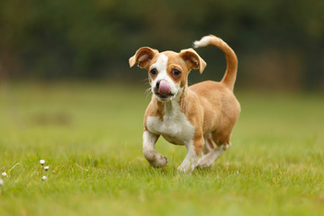 Mischlingswelpe auf der  Wiese © Nadine Haase