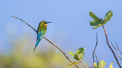 Blue-tailed bee-eater in Kalpitiya, Sri Lanka