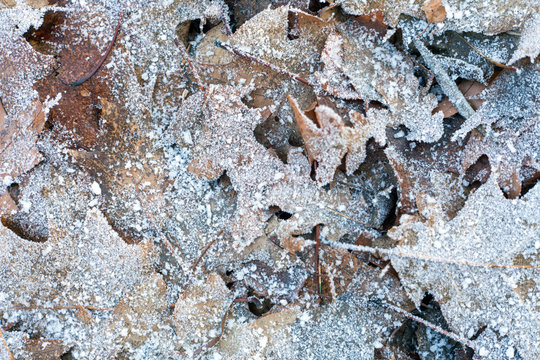 Frozen autumn leaves on snow with ice crystals.