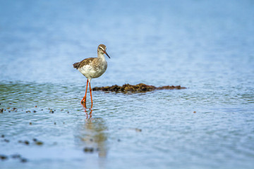 Common redshank in Kalpitiya, Sri Lanka