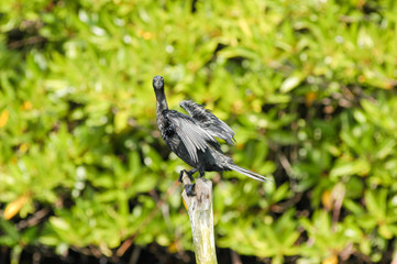 Black cormorant lets its wings dry on a river
