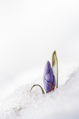 View of magic blooming spring  snowdrop flower growing from snow