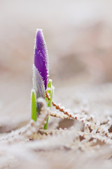 View of magic blooming spring  snowdrop flower growing from fost