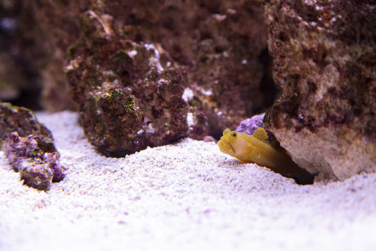 Blue Spotted Jawfish Opistognathus rosenblatti hides in its burrow in the sand in a coral reef.