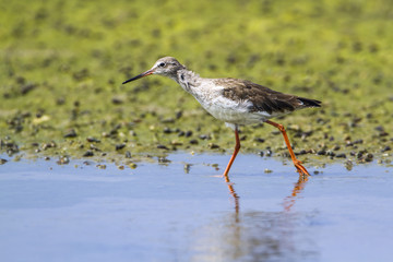 Common redshank in Kalpitiya, Sri Lanka
