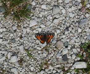 schöner Königsschmetterling - Danaus plexippus