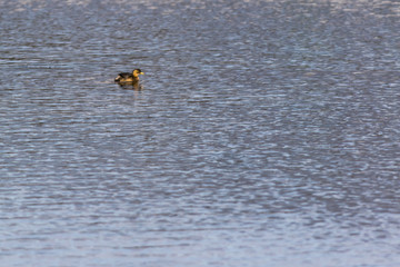 Zwergtaucher (Tachybaptus ruficollis)