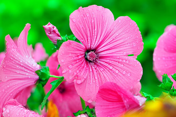 Naklejka premium Pink flower in drops of dew