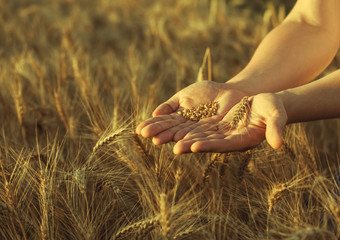 Agronomist stands on a large field at sunset holding hands to ears of wheat grain. The harvest of cereals in the summer.