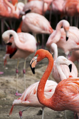 Roter Flamingo